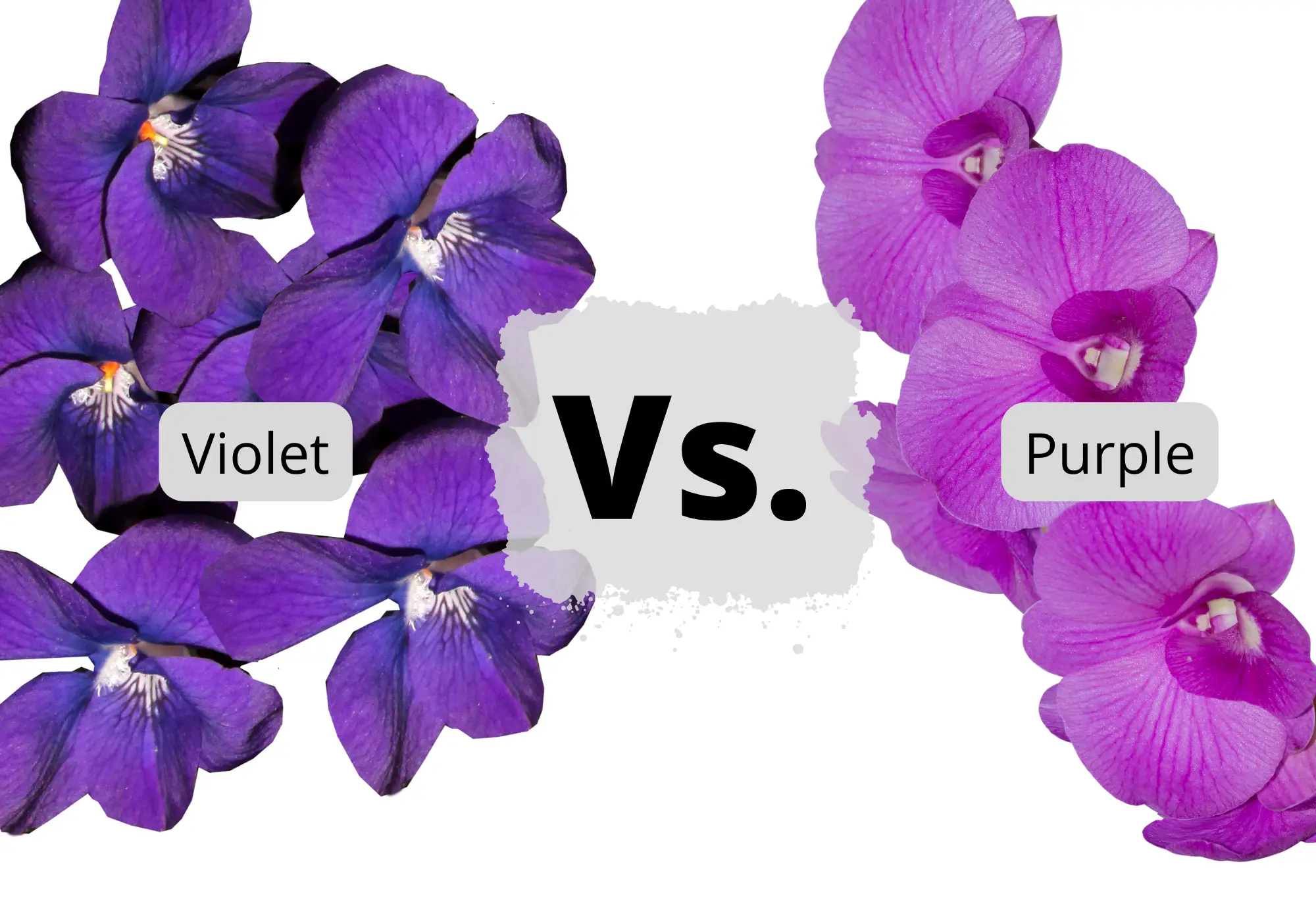 Violet vs. Purple: difference explained in simple terms