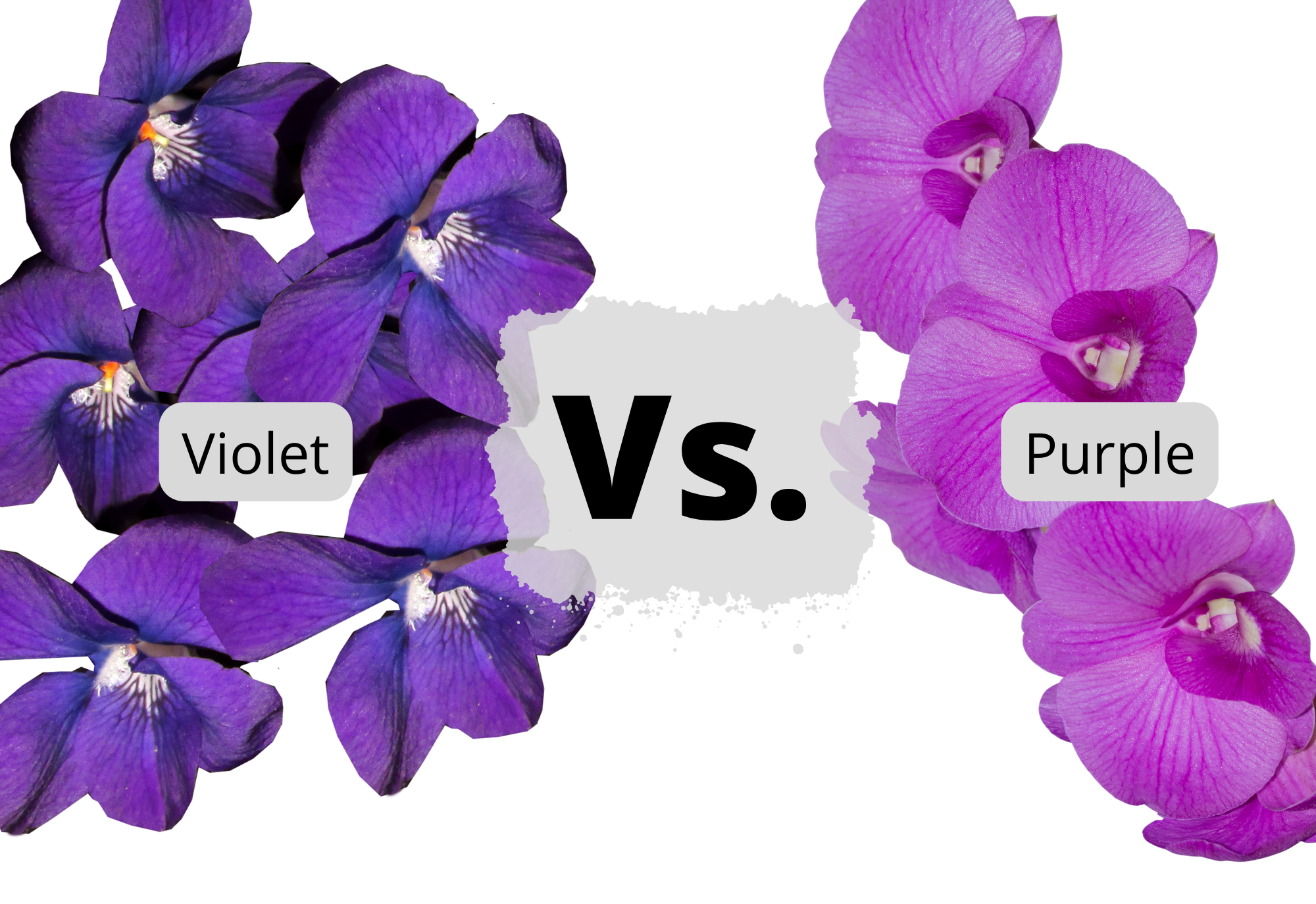 Purple vs Violet. Purple Violet разница. Purple and Violet difference. Сечение фиолетового цвета.